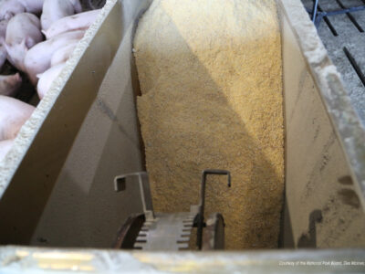 A close-up of a metal livestock feeder filled with grain, with pigs visible on the left side, ready to eat. The feeder has a gear mechanism at the bottom.