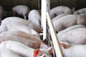 A group of pigs with pale pink skin are crowded together in a pen, eating from a long trough in an indoor farm setting. The area is enclosed by metal bars and dividers.