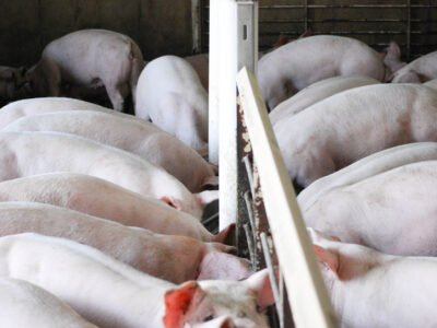 A group of pigs with pale pink skin are crowded together in a pen, eating from a long trough in an indoor farm setting. The area is enclosed by metal bars and dividers.