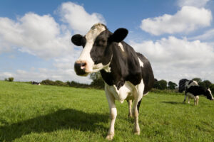 A black and white cow stands in a grassy field under a partly cloudy sky, looking toward the camera. Another cow grazes in the background. Trees and bushes line the horizon.