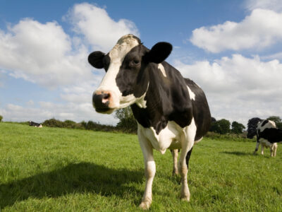 A black and white cow stands in a grassy field under a partly cloudy sky, looking toward the camera. Another cow grazes in the background. Trees and bushes line the horizon.