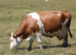 A brown and white cow grazes on green grass in a field, with a background of open pasture and a few wooden fence posts.