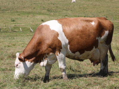 A brown and white cow grazes on green grass in a field, with a background of open pasture and a few wooden fence posts.
