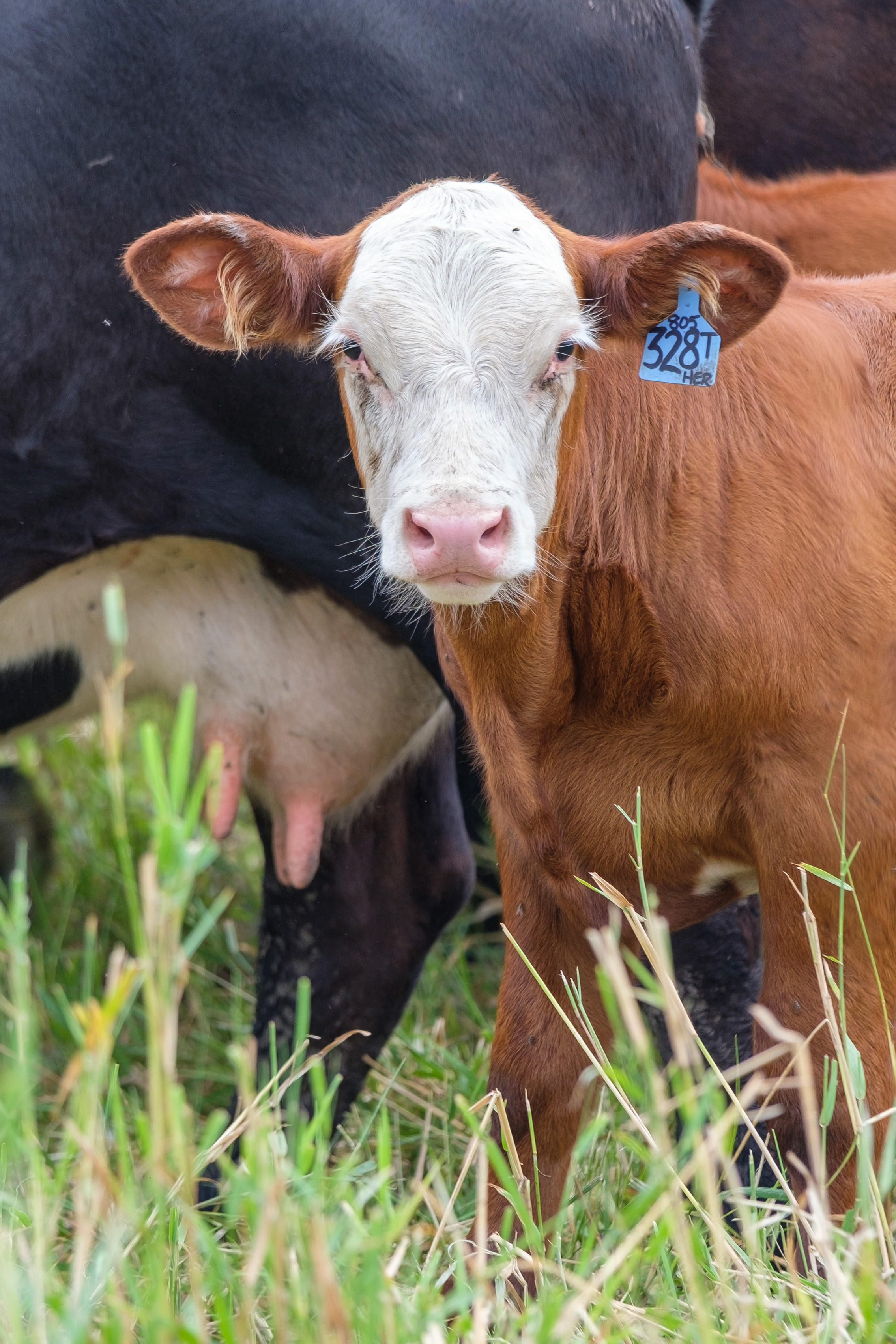Calf in a pasture
