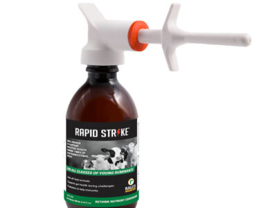 A brown bottle labeled "Rapid Strike" with a white and orange dispensing nozzle, featuring an image of calves and text indicating it's a supplement for young ruminants.