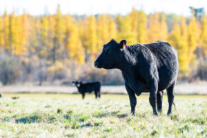 A black cow stands in a grassy field with another cow in the background. Behind them, trees with vibrant yellow autumn foliage are visible under a clear sky.