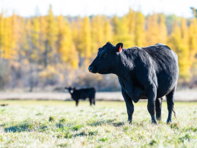 A black cow stands in a grassy field with another cow in the background. Behind them, trees with vibrant yellow autumn foliage are visible under a clear sky.