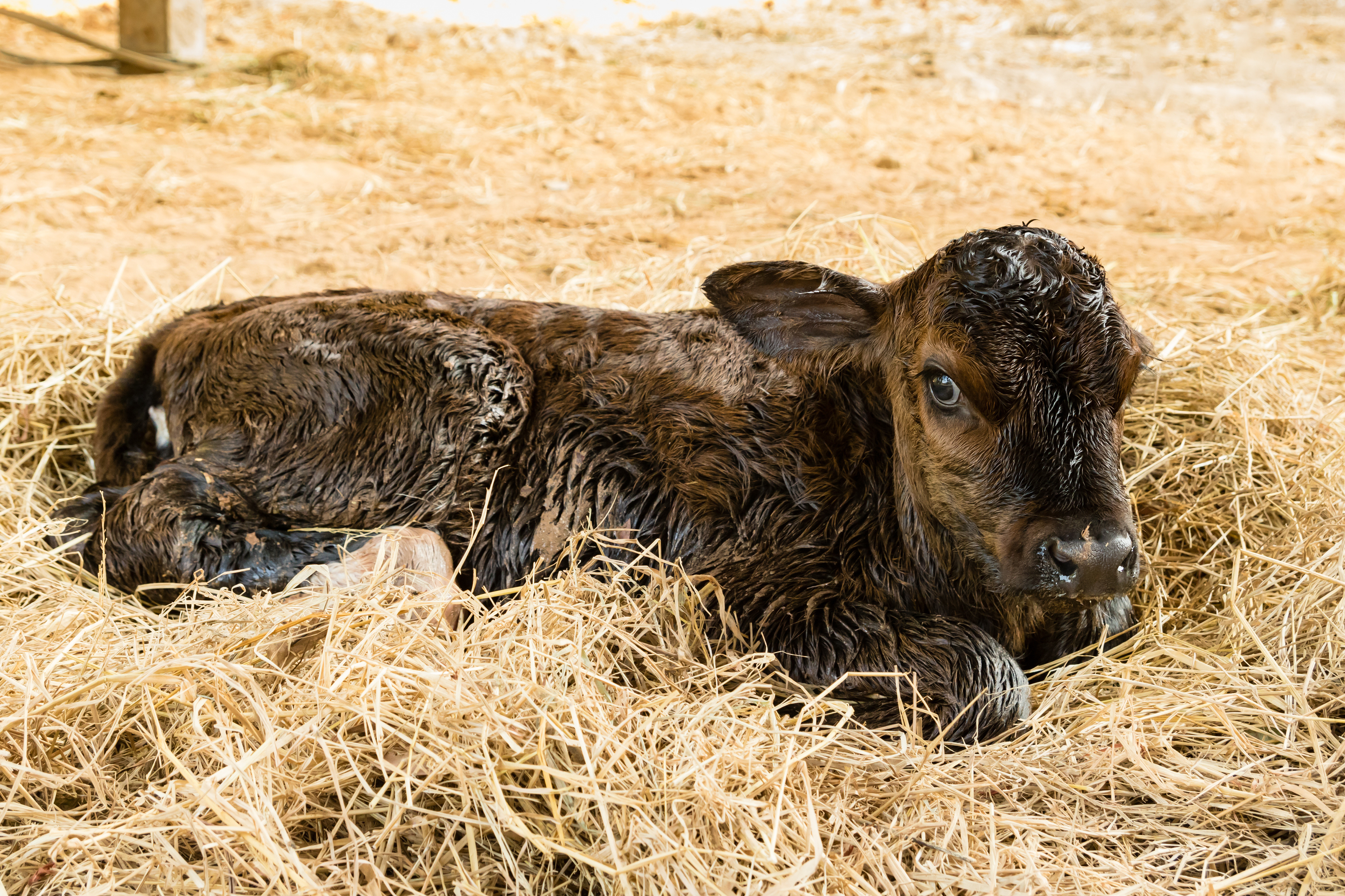 Newborn calf laying in straw