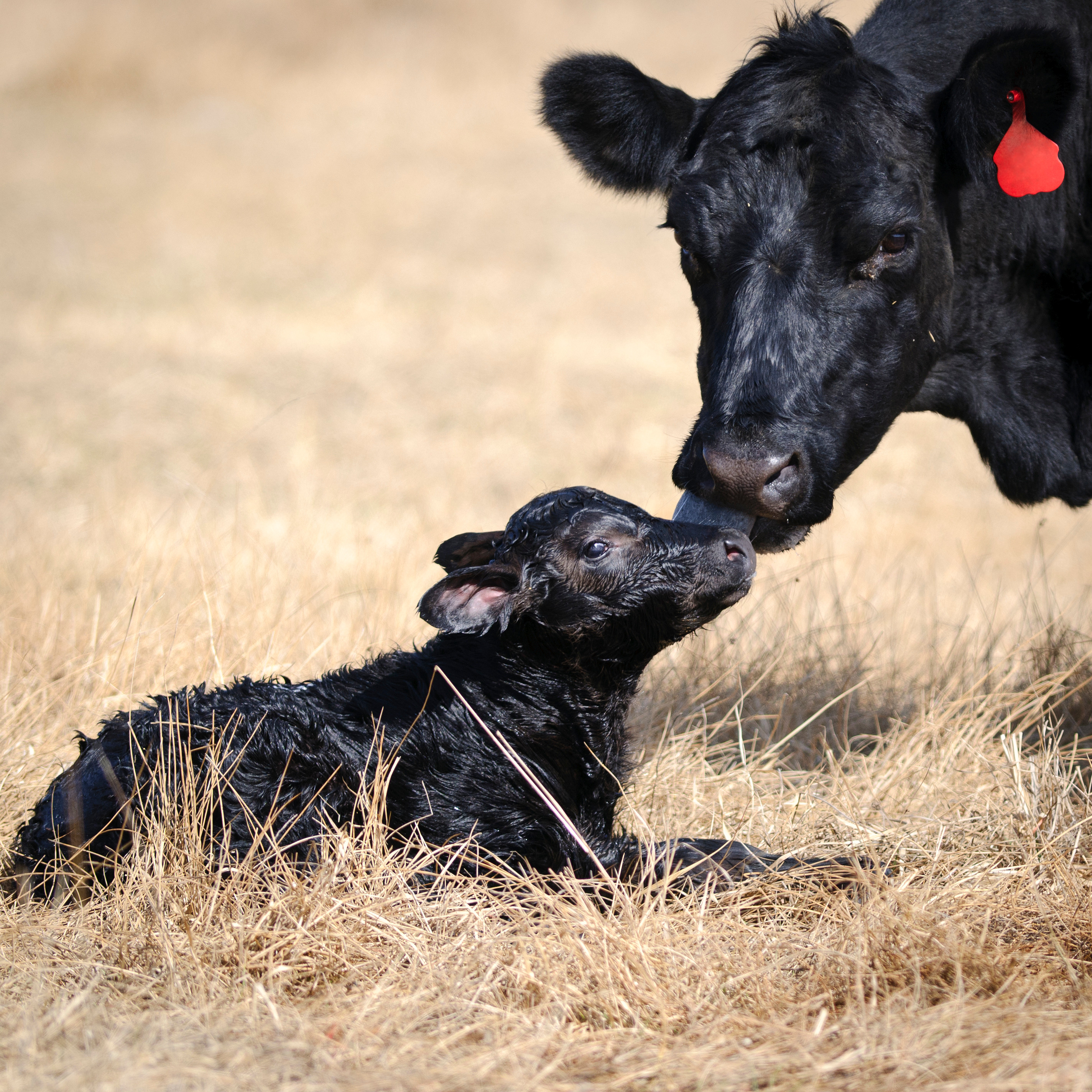 Cow licking a newborn calf in a pasture