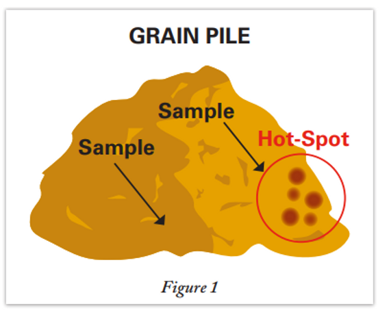 mycotoxin hot spots in a grain pile graphic