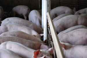 A group of pigs are closely gathered around a feeding trough inside a barn, eating. The pigs are light pink and their backs are visible as they crowd the trough in a confined space.