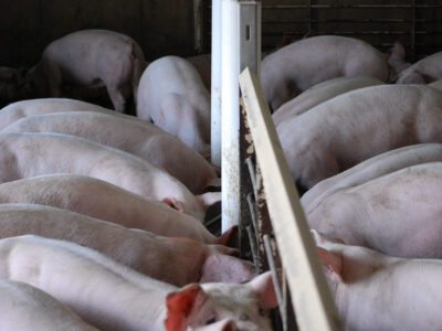A group of pigs are closely gathered around a feeding trough inside a barn, eating. The pigs are light pink and their backs are visible as they crowd the trough in a confined space.
