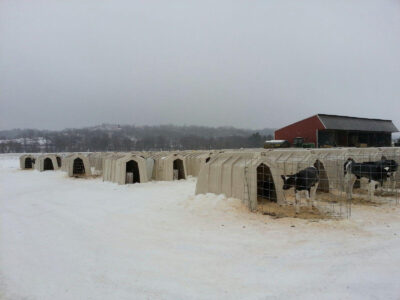 A snowy farm scene with rows of white calf hutches, each containing a calf, and a red barn in the background on a cloudy winter day.
