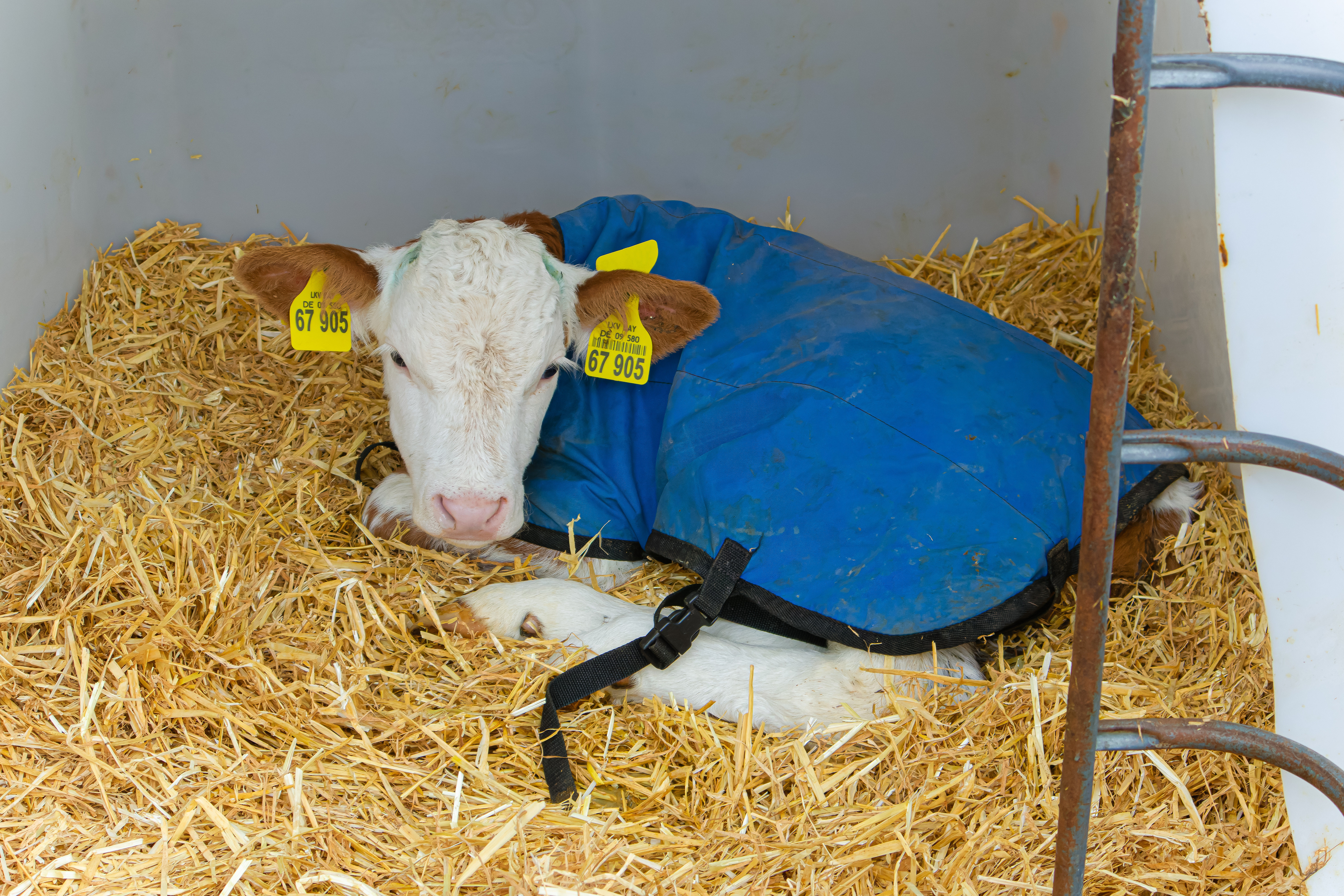 Dairy calf in hutch with coat on