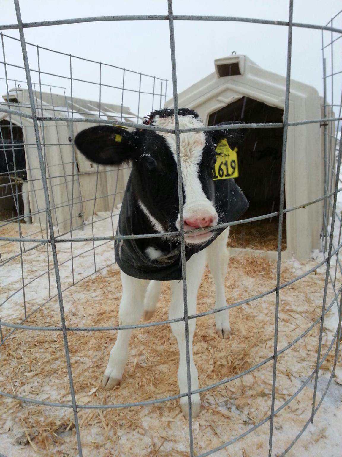dairy calf outside of calf hutch pen with coat on