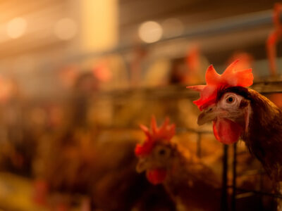 A close-up of a chicken in a cage on a poultry farm, with other chickens visible in the background. Warm, soft lighting highlights the chicken’s face and comb.