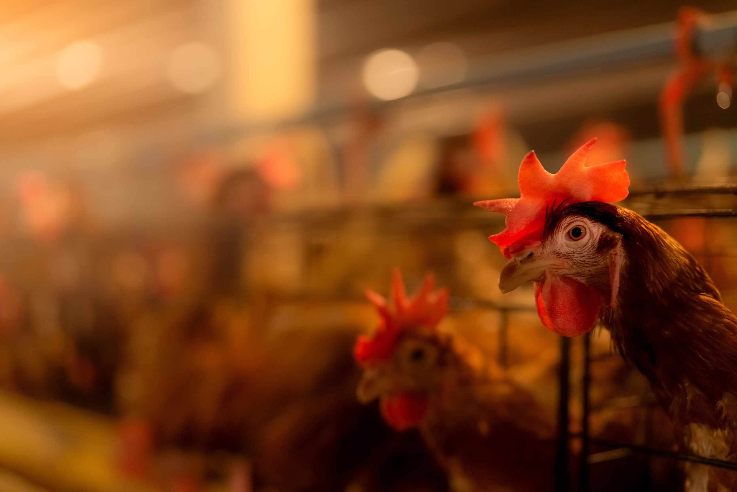A close-up of a chicken in a cage on a poultry farm, with other chickens visible in the background. Warm, soft lighting highlights the chicken’s face and comb.