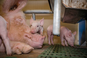 A mother pig lies on her side in a pen, eyes closed, while a piglet rests its head on her face. Two other piglets stand nearby on a green slatted floor in an indoor farming environment.