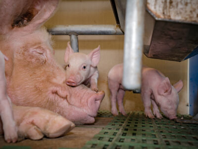 A mother pig lies on her side in a pen, eyes closed, while a piglet rests its head on her face. Two other piglets stand nearby on a green slatted floor in an indoor farming environment.
