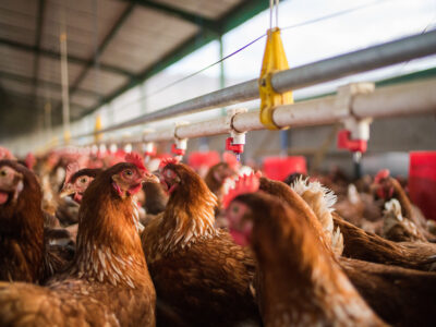 A large group of brown chickens crowded together inside a commercial poultry farm, below a row of automated water dispensers, with the barn roof and metal beams visible above.