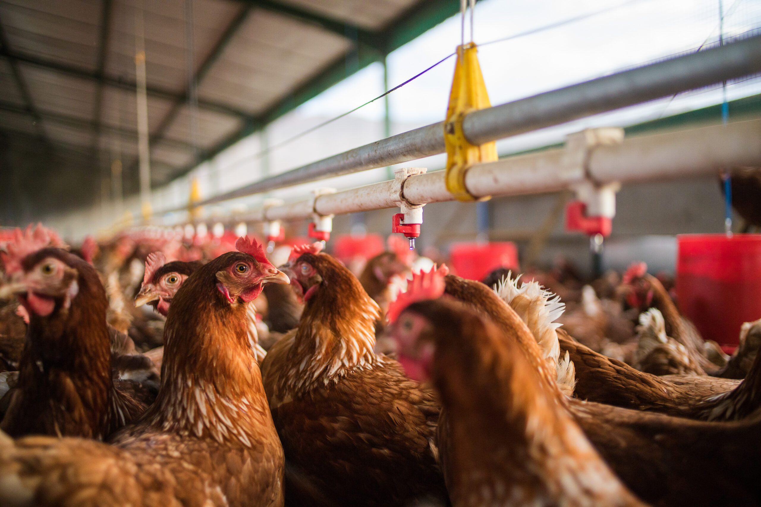 A large group of brown chickens crowded together inside a commercial poultry farm, below a row of automated water dispensers, with the barn roof and metal beams visible above.