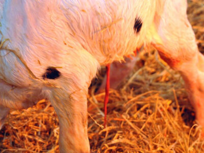 A close-up of the lower body and legs of a white and black-spotted animal, likely a calf, standing on straw, with some visible birth fluids indicating it was recently born.