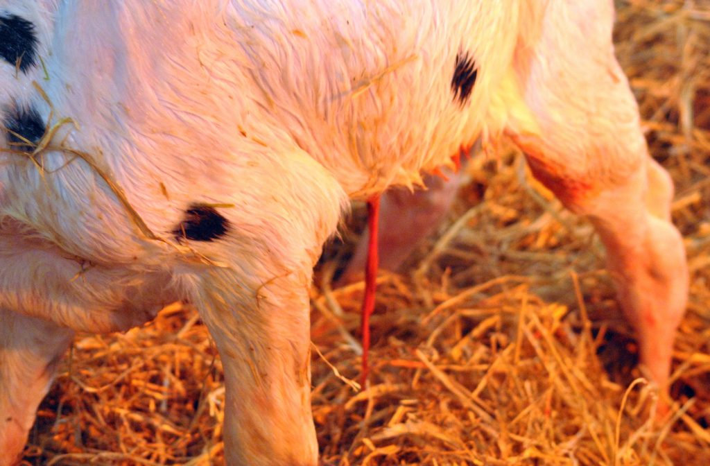 A close-up of the lower body and legs of a white and black-spotted animal, likely a calf, standing on straw, with some visible birth fluids indicating it was recently born.