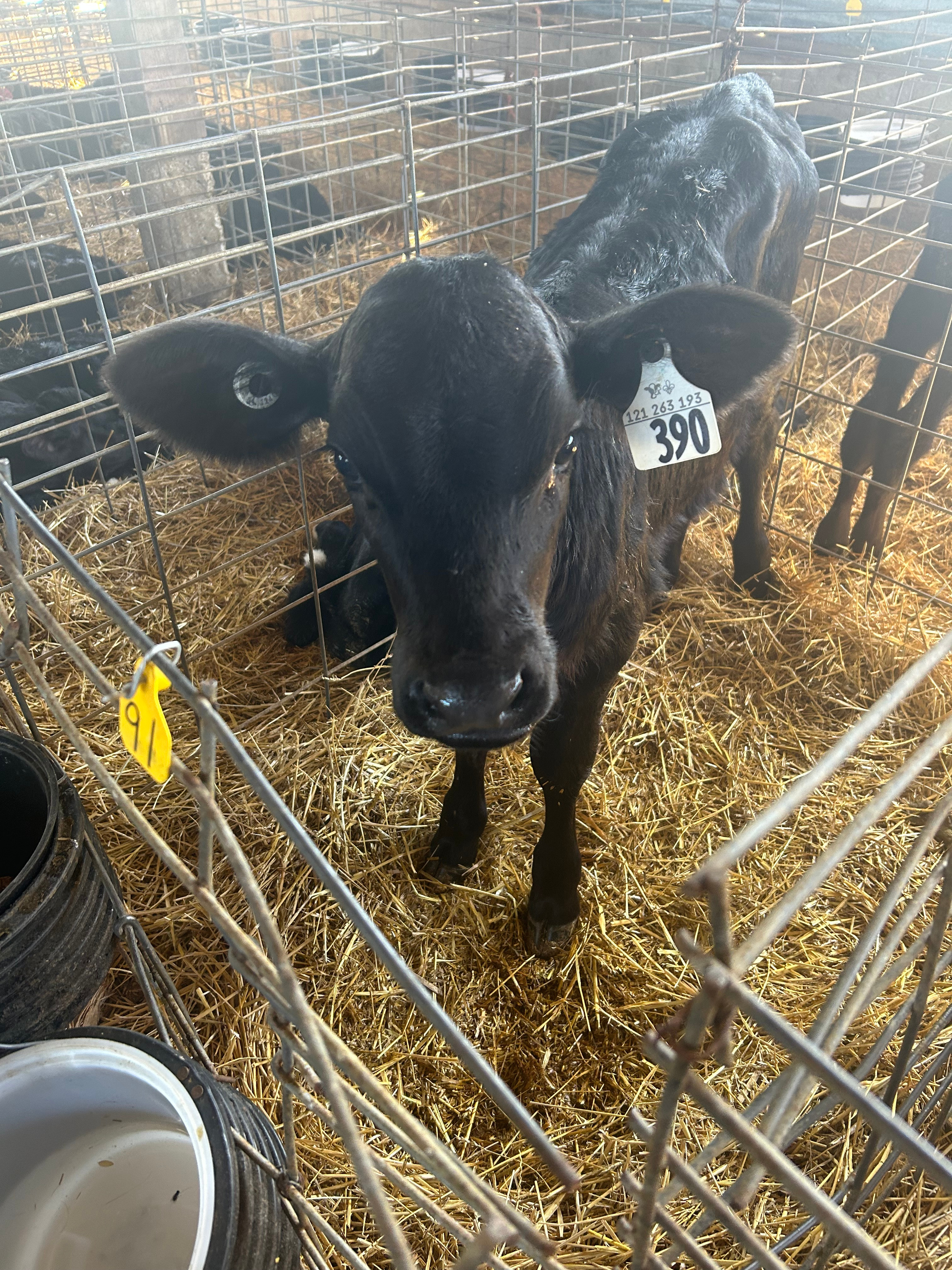 dairy cross calf black in a pen with straw