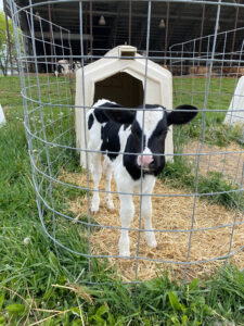 A young black and white calf stands on straw inside a small wire enclosure with a plastic calf hutch behind it, located on a grassy farm with more hutches and cows visible in the background.