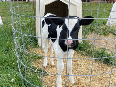 A young black and white calf stands on straw inside a small wire enclosure with a plastic calf hutch behind it, located on a grassy farm with more hutches and cows visible in the background.
