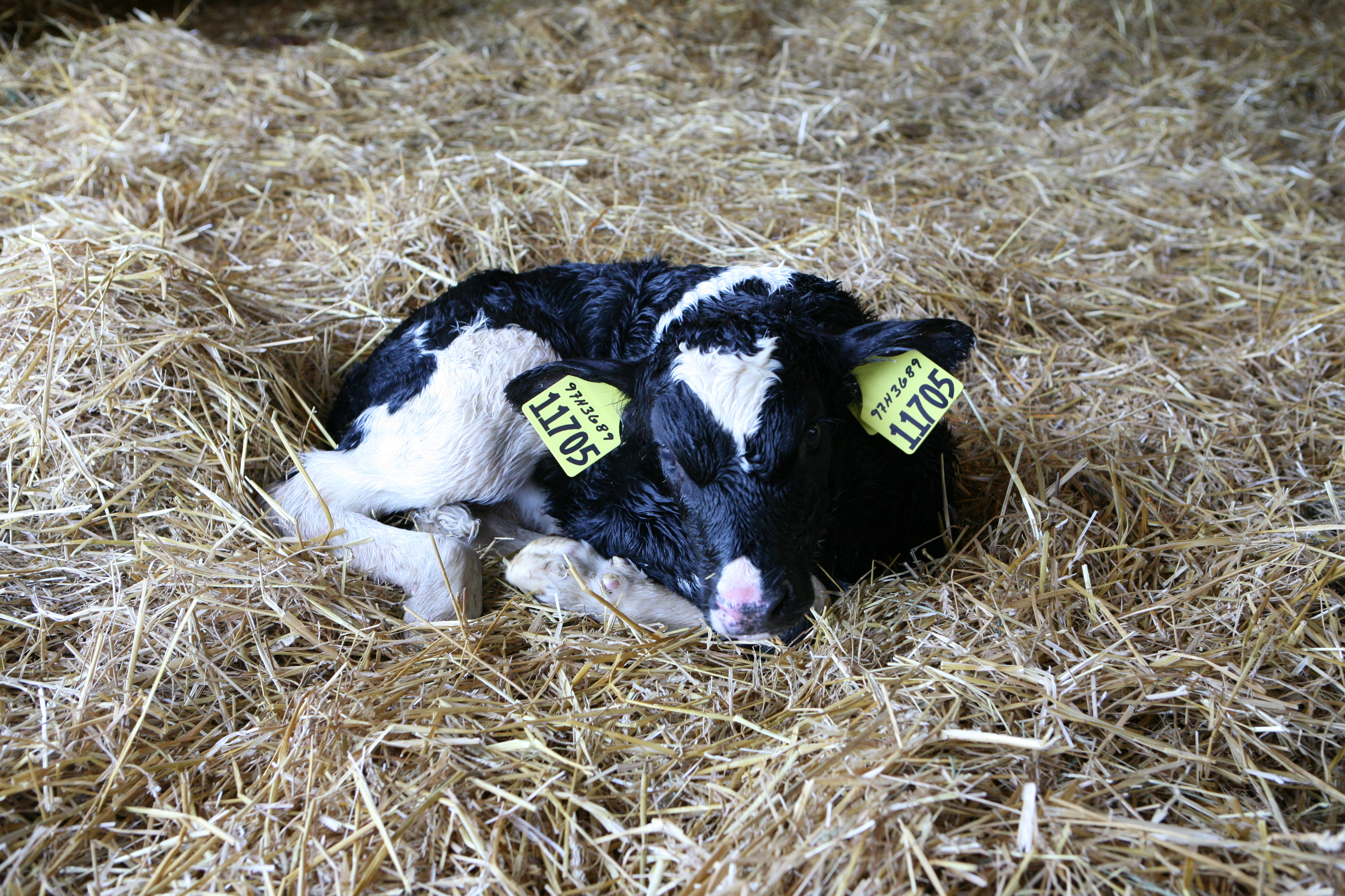 newborn dairy calf laying in the straw