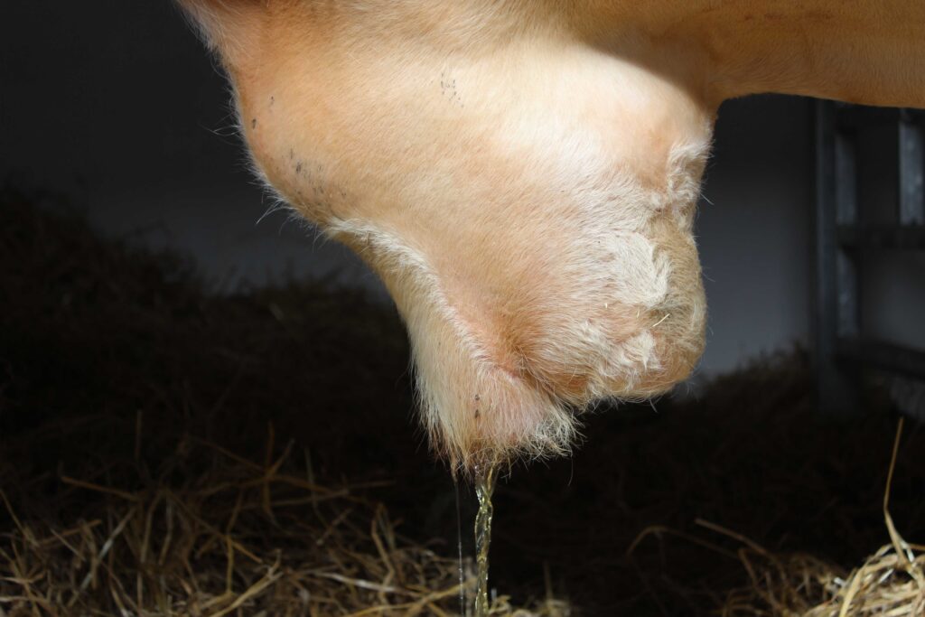 Close-up of a cow’s udder with a small stream of milk dripping down, with straw bedding visible in the background.