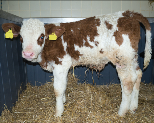 A brown and white calf with yellow ear tags stands on straw bedding in a pen with tiled walls.