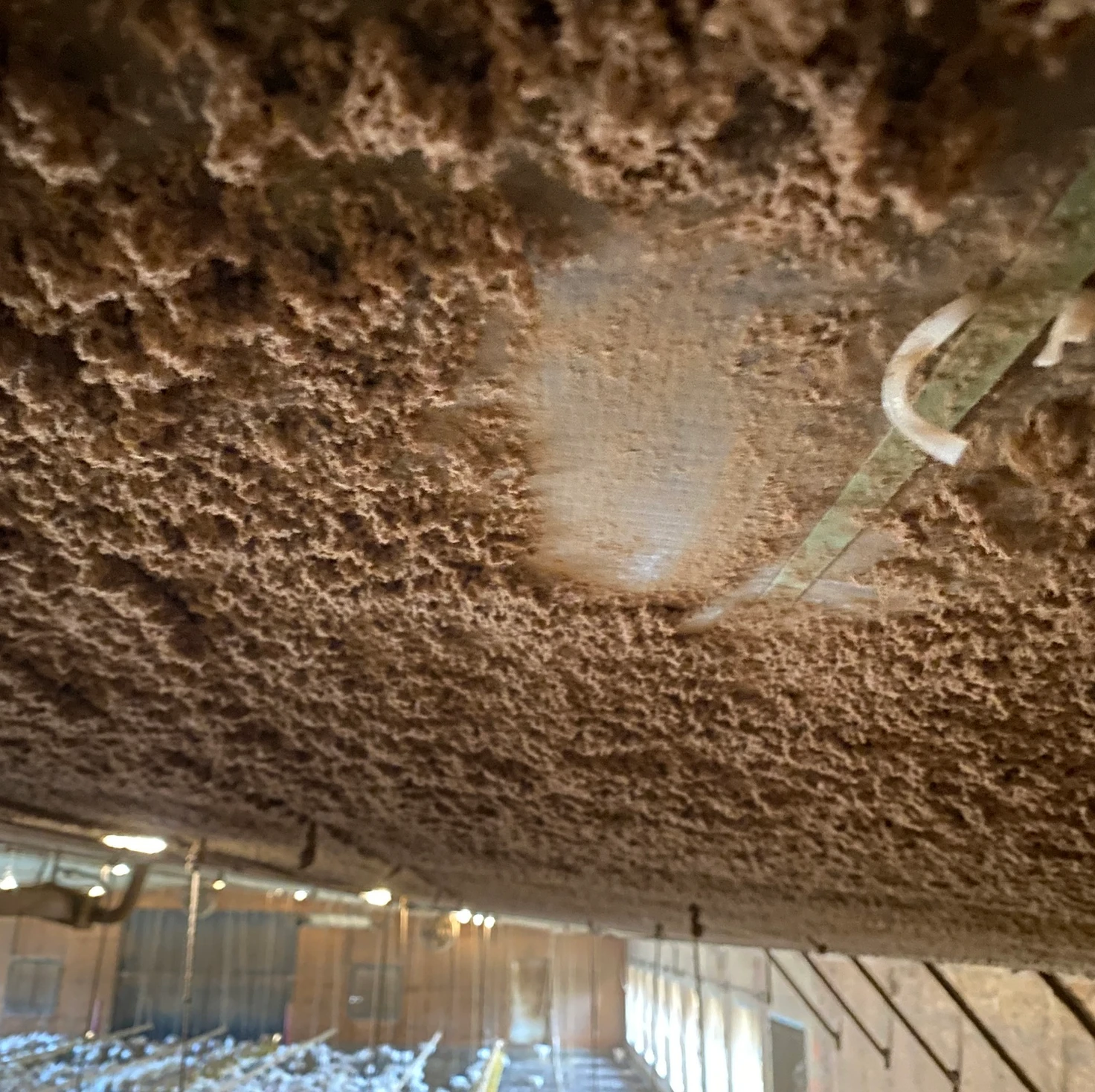 Close-up of a barn ceiling covered in a thick layer of dust or cobwebs, with a light fixture visible and a blurred view of chickens and equipment below.