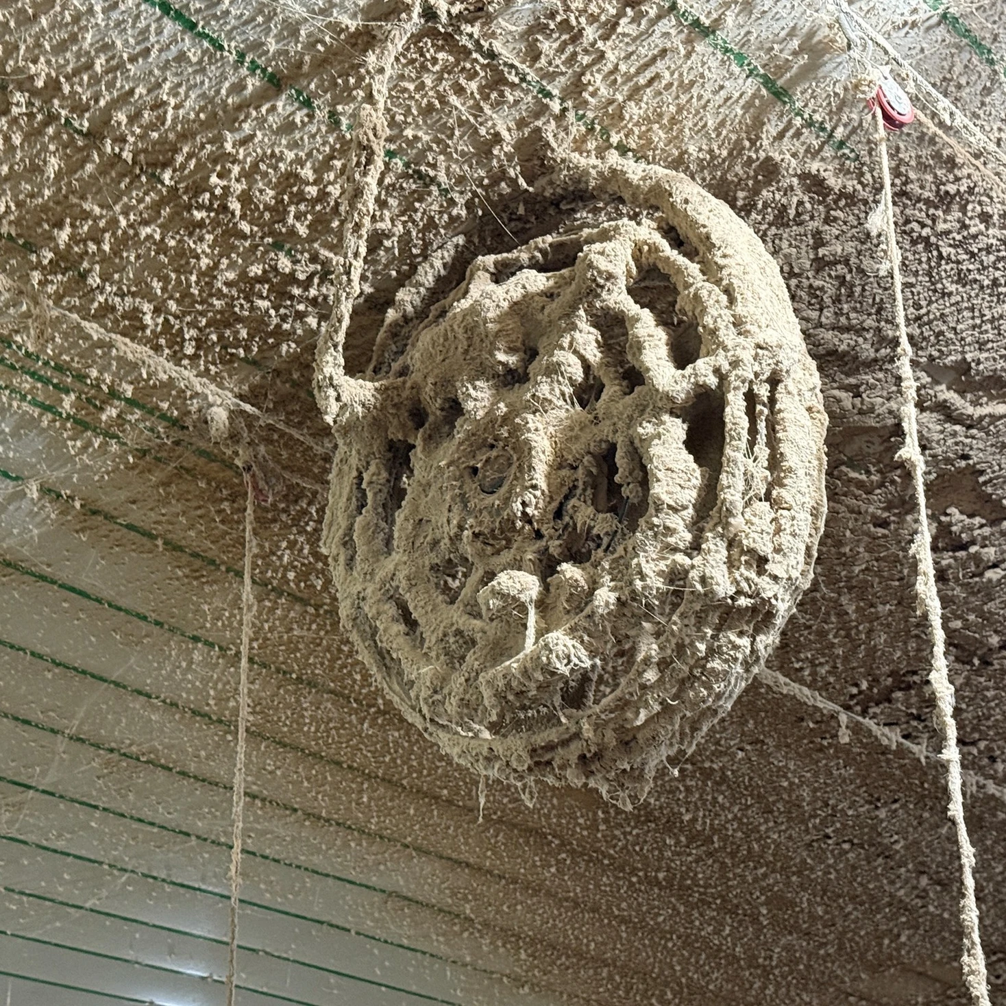 A large, intricate mud dauber wasp nest hangs from a dusty ceiling with green striped panels. The nest has a rough, textured surface and multiple holes, blending into the surrounding dust and cobwebs.
