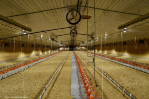 A spacious, well-lit poultry barn with rows of orange and white feeding equipment and water pipes on the floor, empty of birds, with sawdust bedding and a high ceiling with ventilation fans.