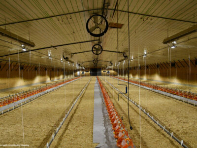 A spacious, well-lit poultry barn with rows of orange and white feeding equipment and water pipes on the floor, empty of birds, with sawdust bedding and a high ceiling with ventilation fans.