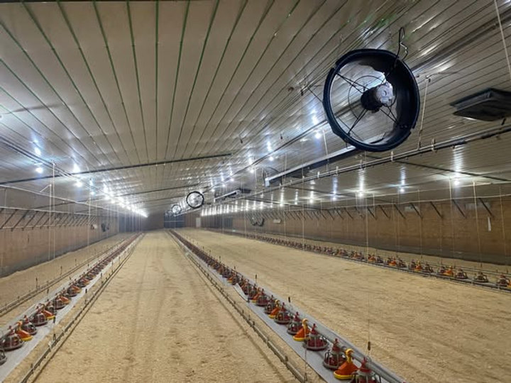 Poultry House Showing 24” Circle Stir Fans