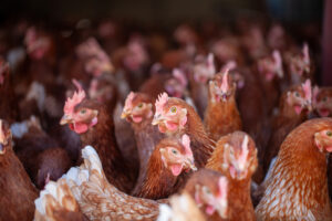 A large group of brown chickens with red combs are crowded closely together inside a dimly lit enclosure, looking in various directions.
