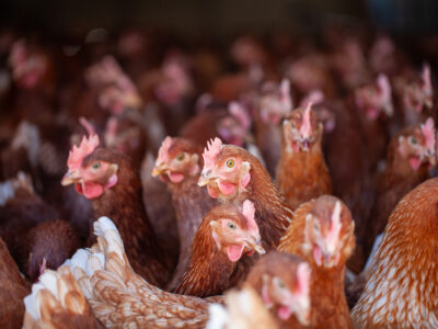 A large group of brown chickens with red combs are crowded closely together inside a dimly lit enclosure, looking in various directions.