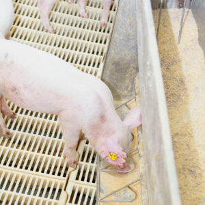 A piglet with a yellow ear tag labeled "45" eats from a metal trough inside a pen with slatted flooring. Other piglets are partially visible in the background.