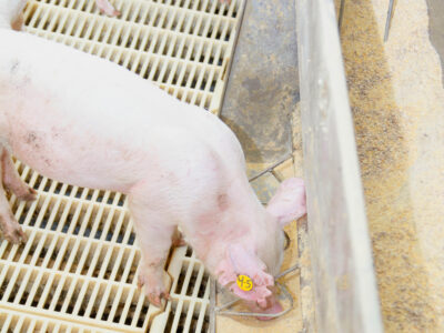 A piglet with a yellow ear tag labeled "45" eats from a metal trough inside a pen with slatted flooring. Other piglets are partially visible in the background.