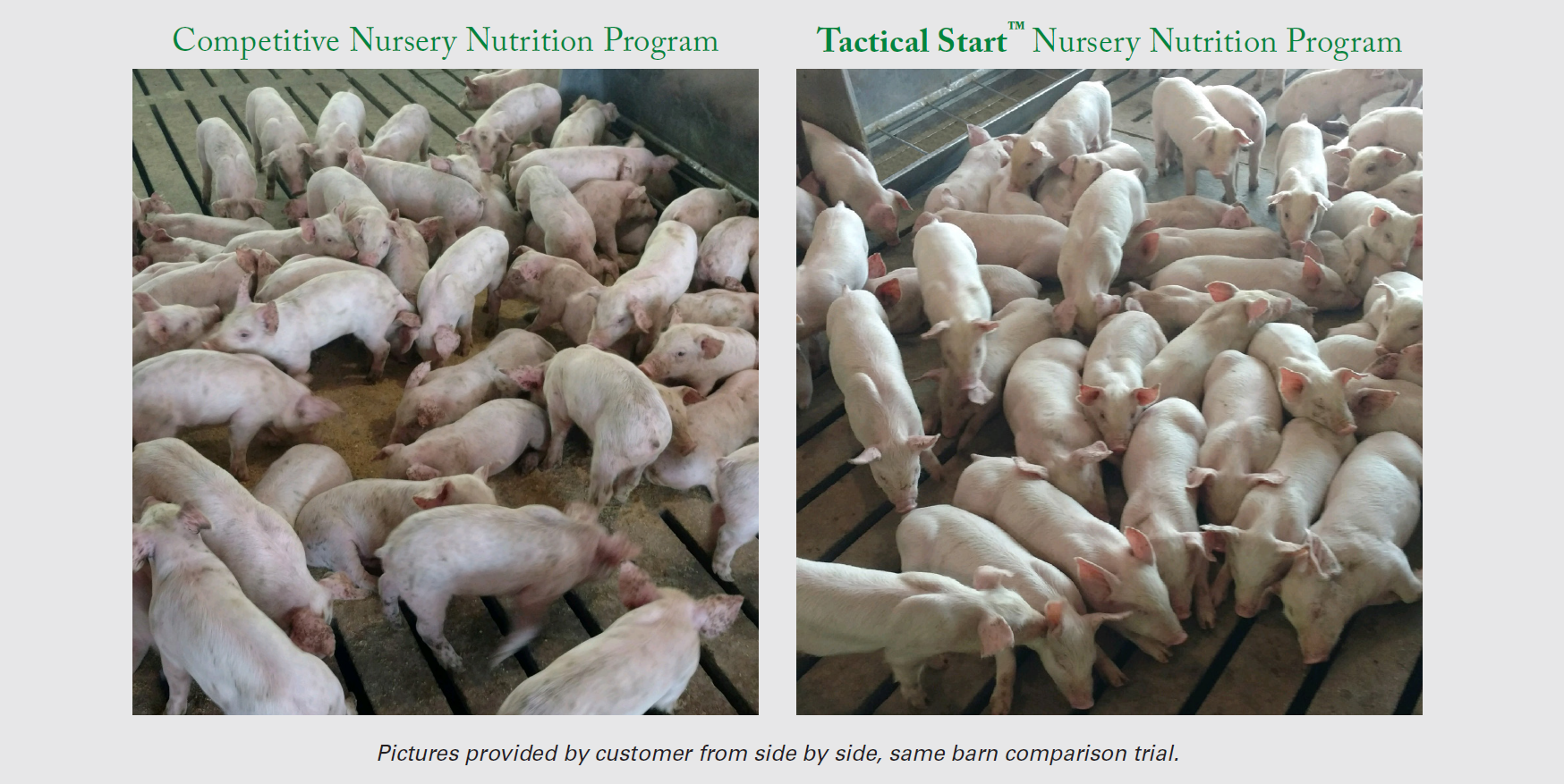 comparison pictures of ralco nursery program tactical start vs. competitor program. cleaner, healthier pigs.
