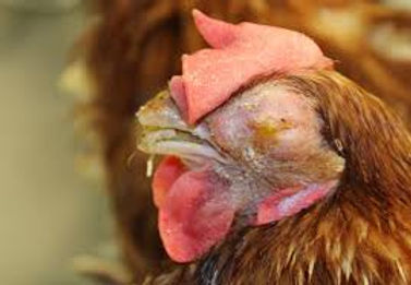 infectious coryza symptoms in a layer bird. face swelling and watery eyes (lacrimation)