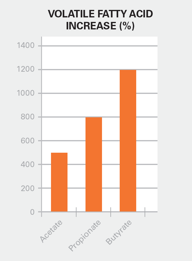 Chart: How Actifibe Impacts Butyrate in the Gut