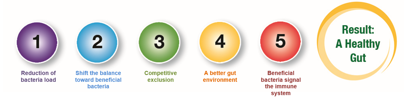how actifibe impacts gut health in pigs graphic