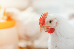 Close-up of a white chicken with a red comb and wattles, standing indoors with a blurred background and warm, soft lighting.