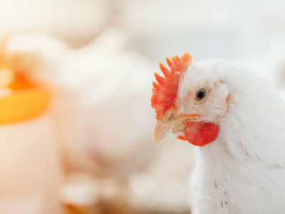 Close-up of a white chicken with a red comb and wattles, standing indoors with a blurred background and warm, soft lighting.