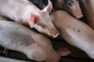 Several light pink piglets with some grayish spots huddle closely together, viewed from above, inside an enclosure.