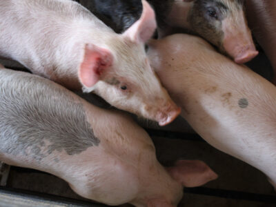 Several light pink piglets with some grayish spots huddle closely together, viewed from above, inside an enclosure.